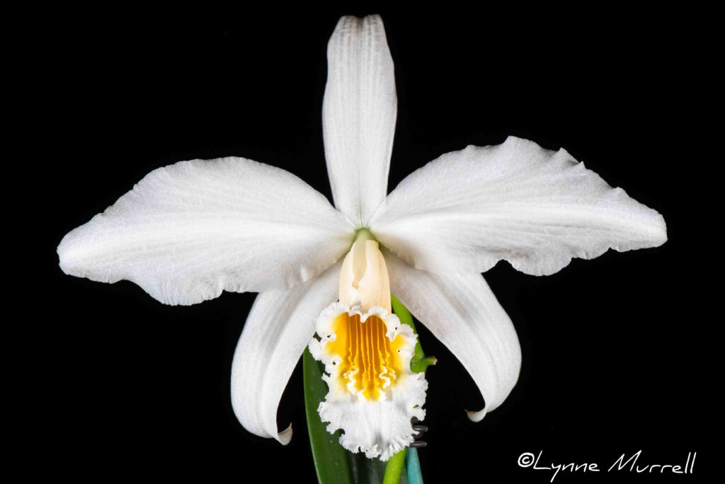 C. jongheana alba 'Memoria Erika Garbesi'
