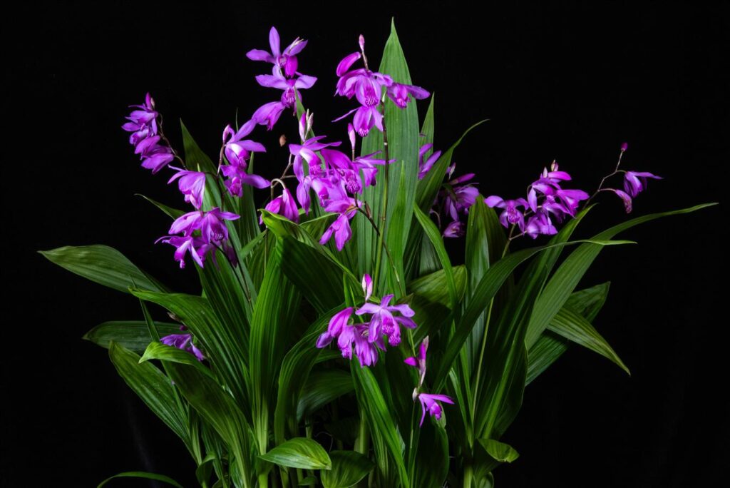 Ble. striata 'Memoria Brian' CCM