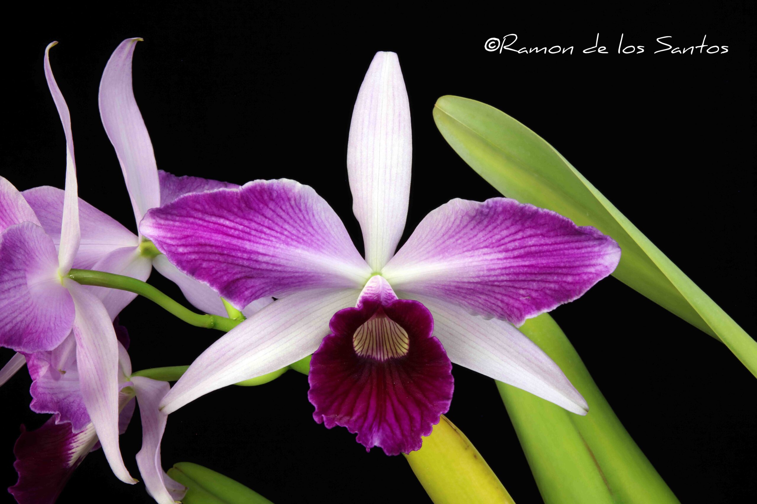 C. purpurata 'Purple Beauty'