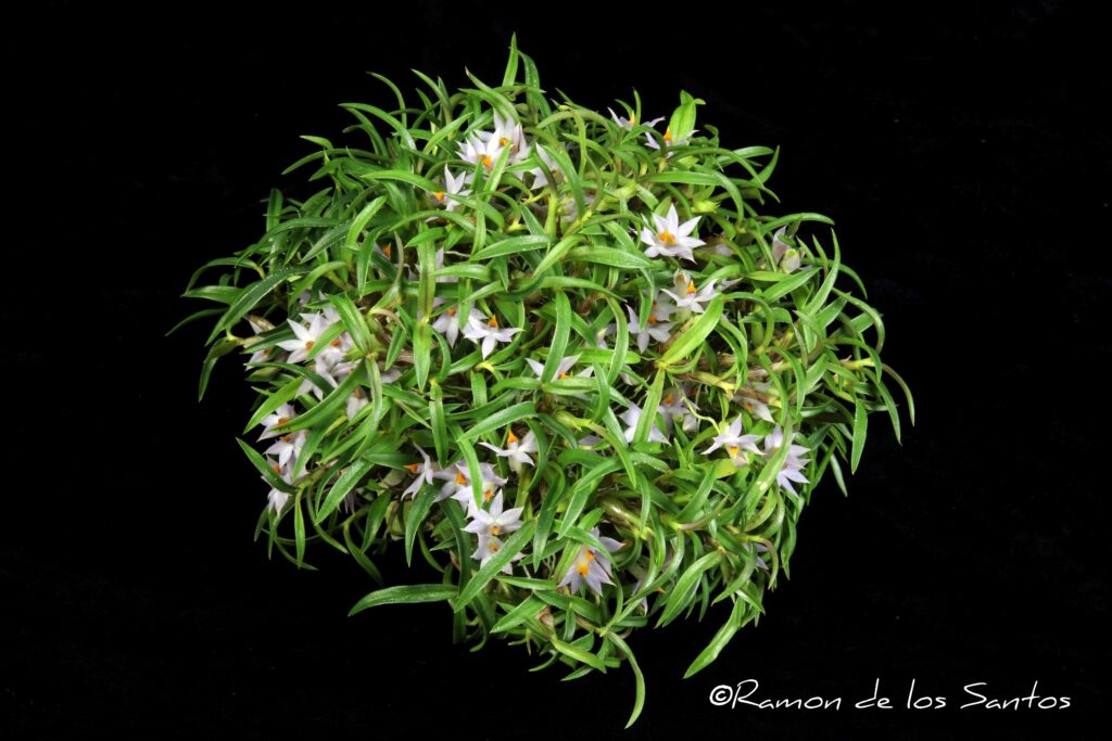 Den. Ovation 'In Situ'