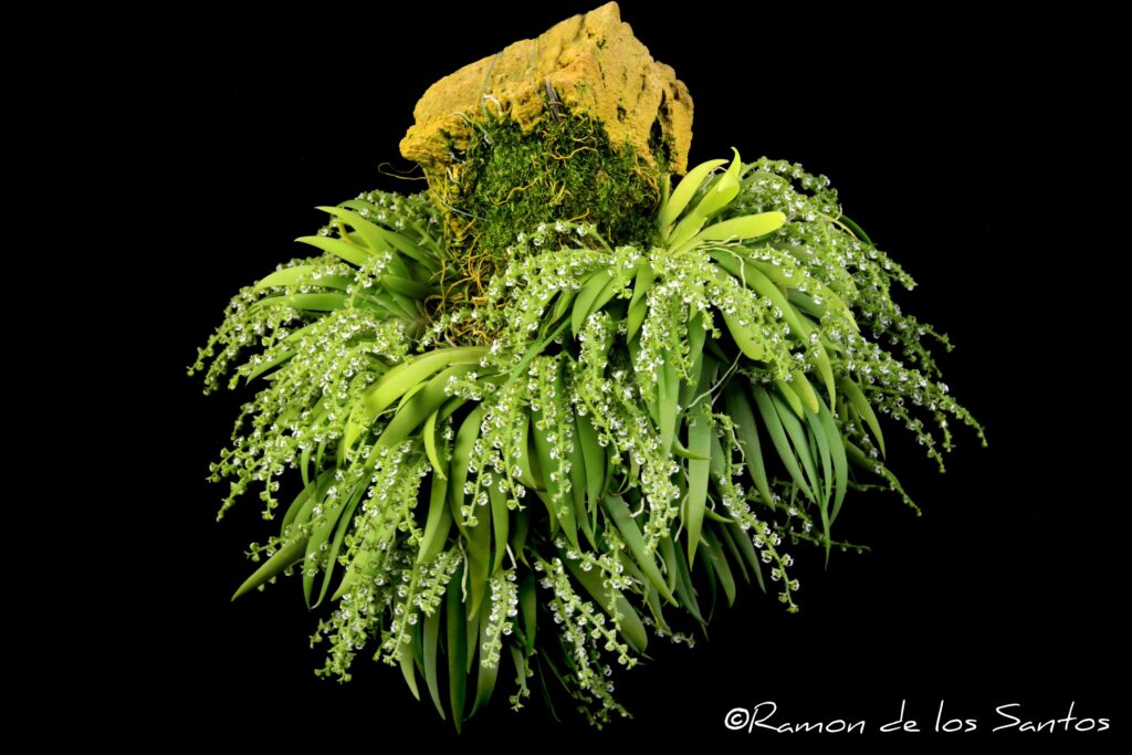Orcp. bicornis 'In Situ'