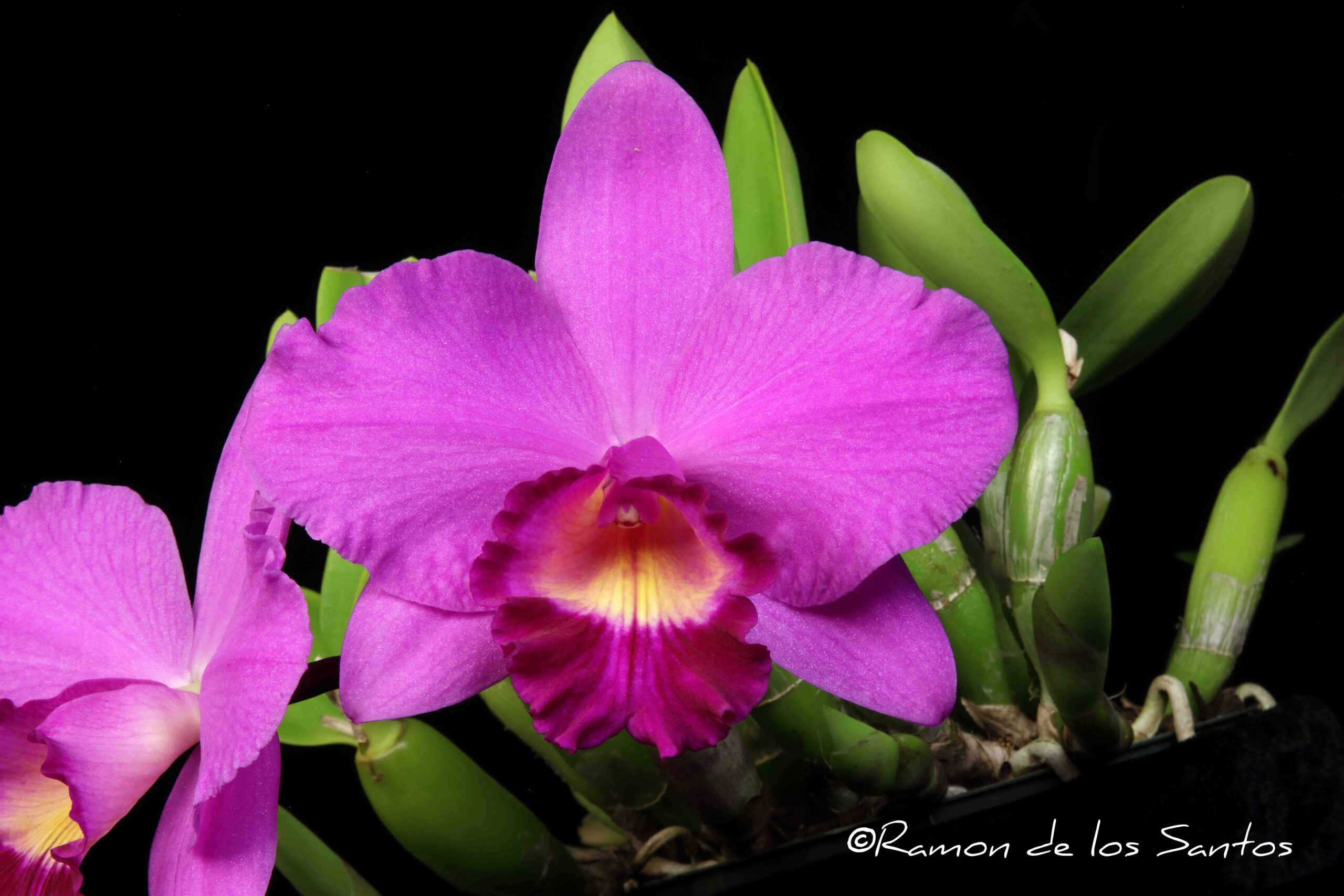 C. Fuchsia Doll 'Creekside'