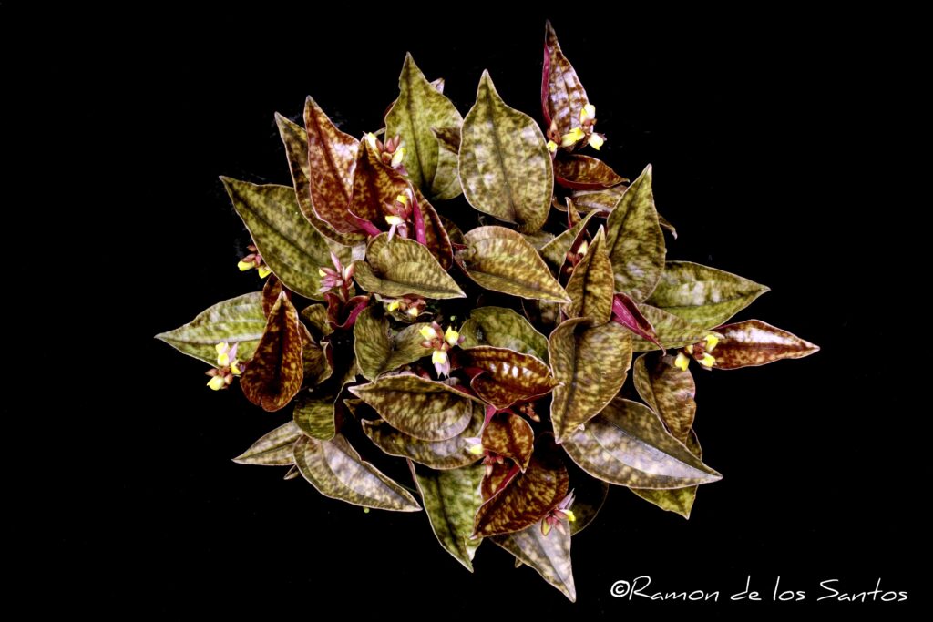 Nep. pulchrum 'Cindy Hill'