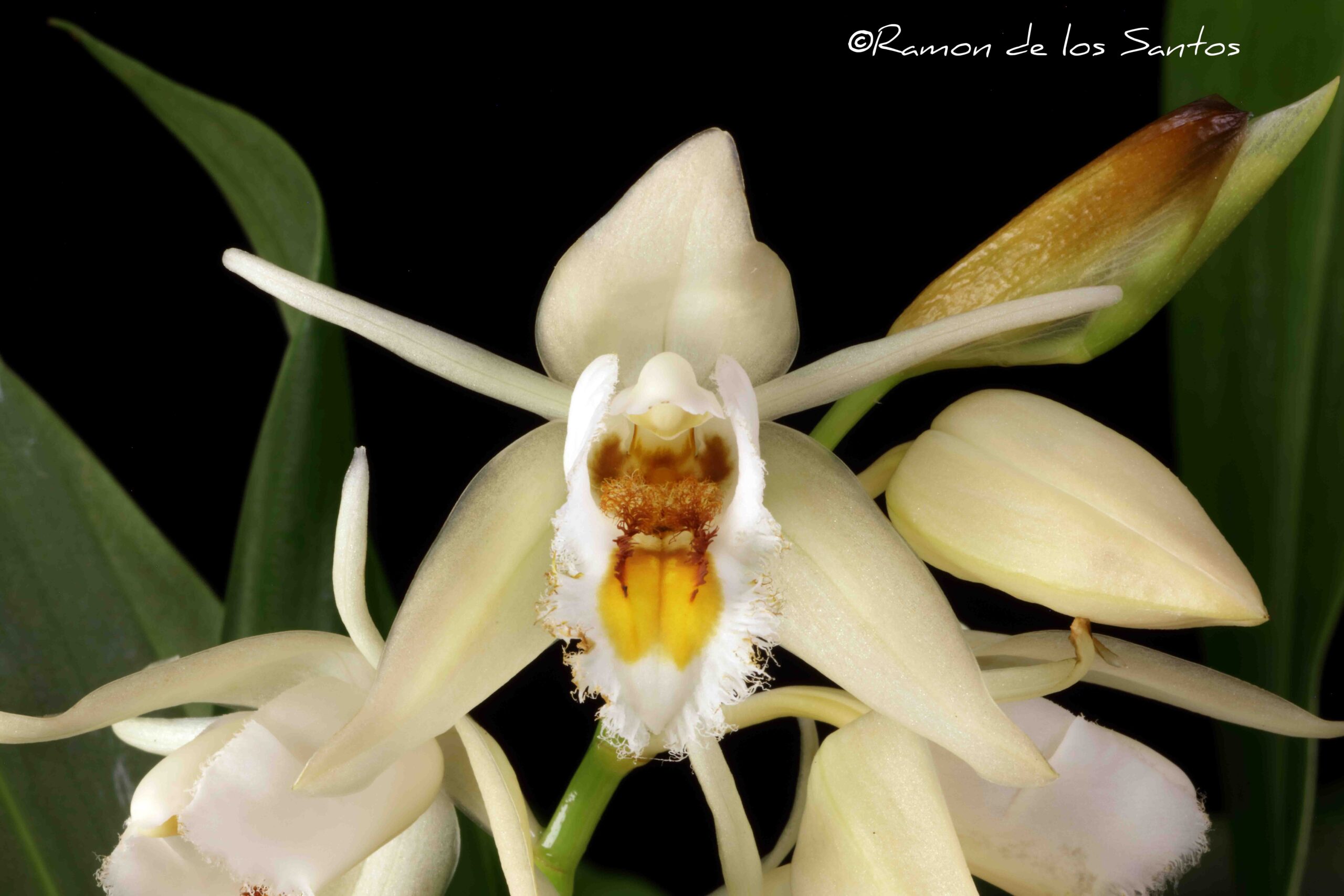 Coel. calcicola 'Sasha'