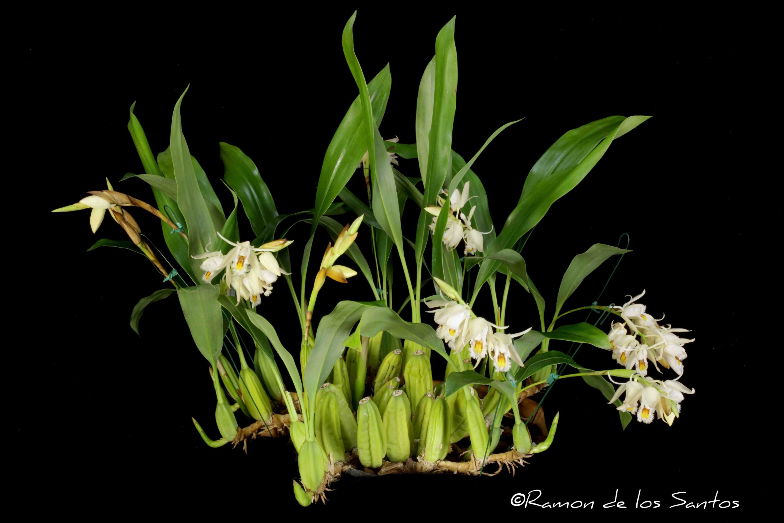 Coel. calcicola 'Sasha'