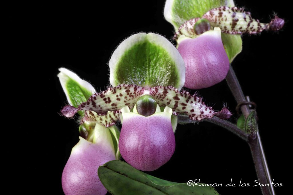 Paph. liemianum 'Memoria Tom Merics'
