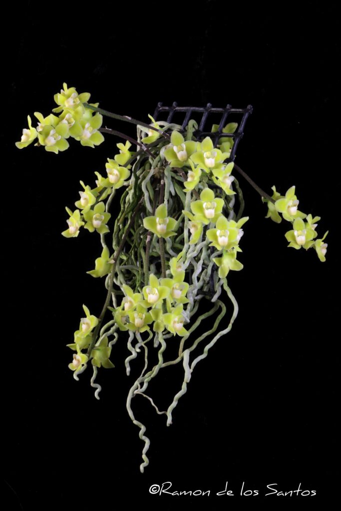 Chsch. pusilla 'Howard Gunn'