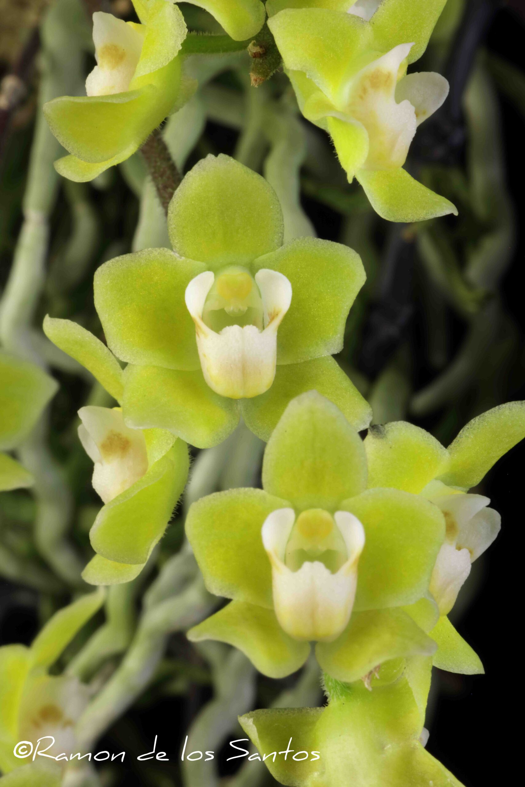 Chsch. pusilla 'Howard Gunn'