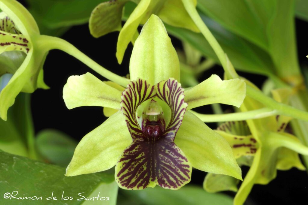 Den. Green Flash 'Gold Country'