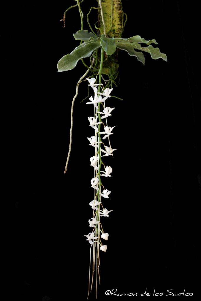 Aerags. spiculata 'Big Ben'