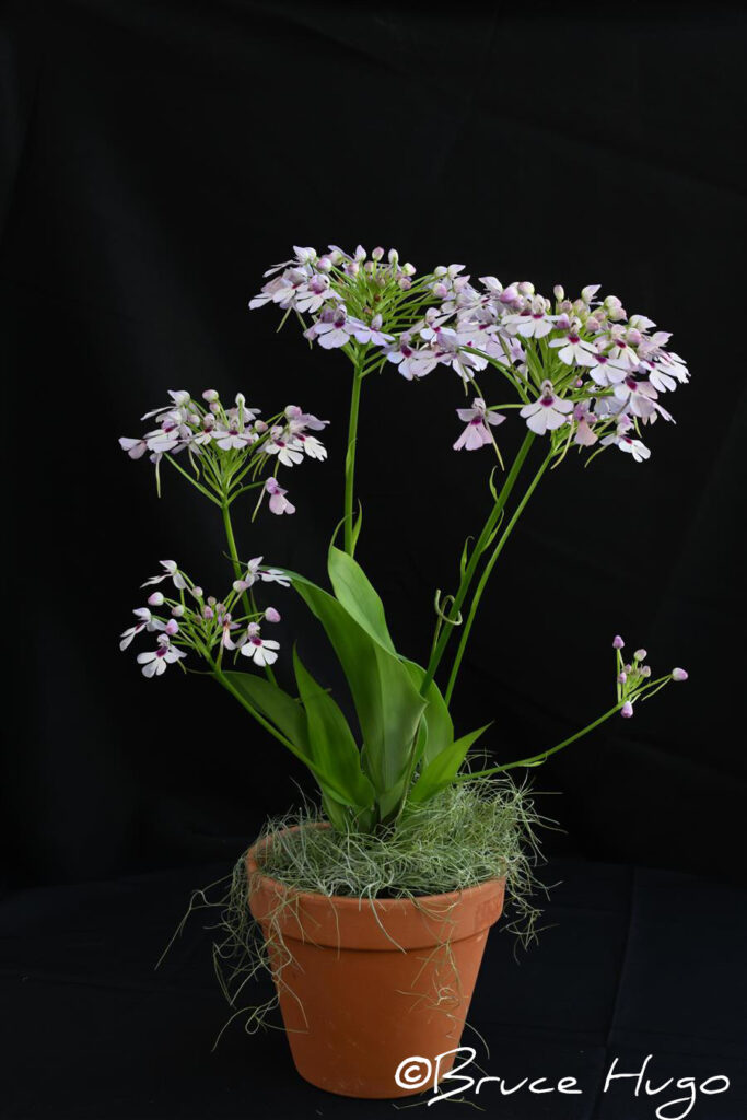 Cyn. angustipetala 'Memoria Barry Cole'