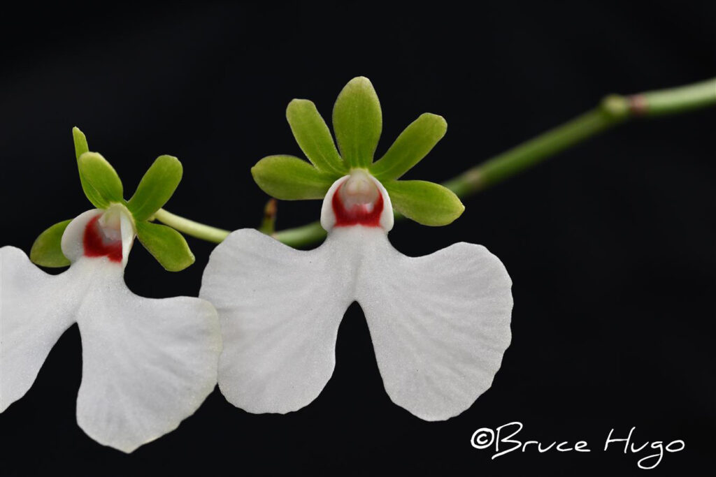 Oeo. rosea 'Orchid Dynasty'