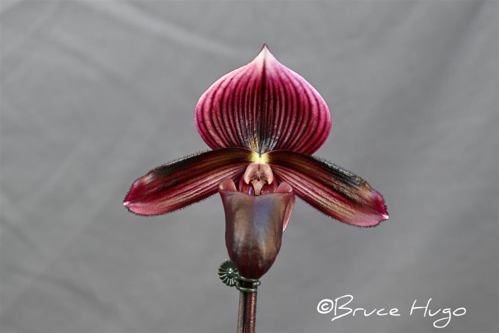 Paph. All Black Everything 'Dark Arts