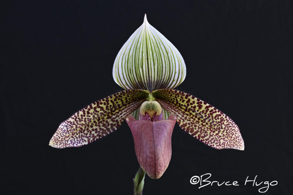 Paph. Lemforde Superkuli 'Boxer Rebellion'