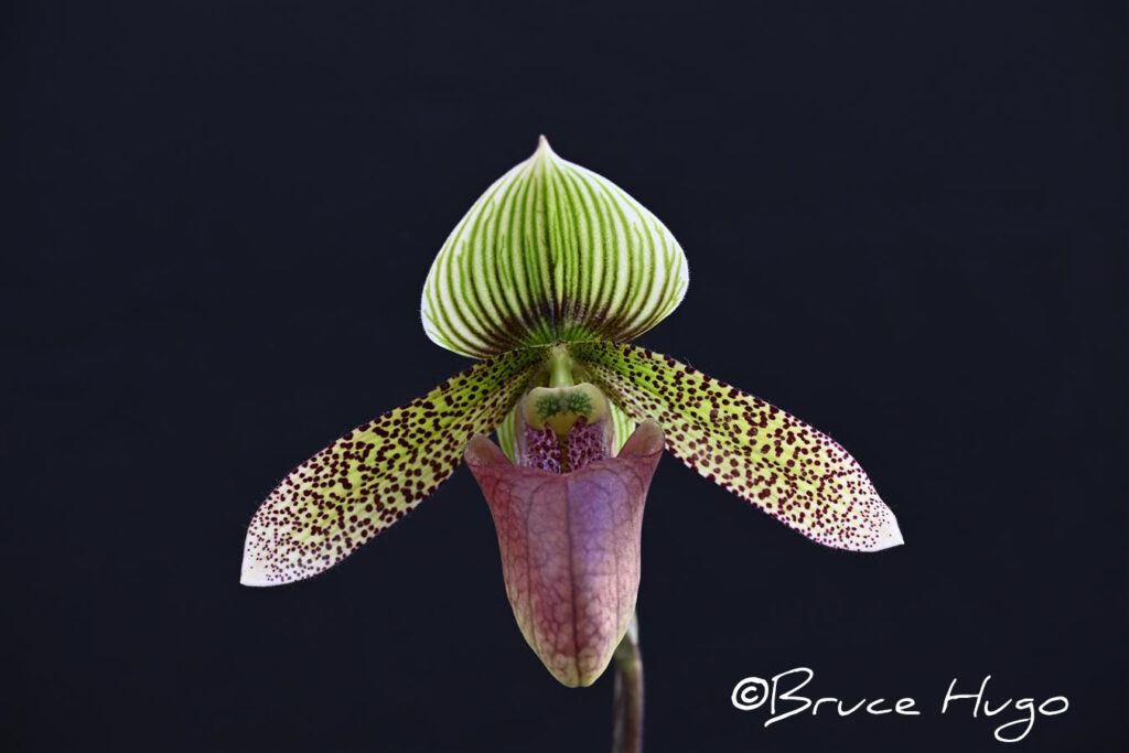 Paph. Lemforde Superkuli 'Eyes of Oden'