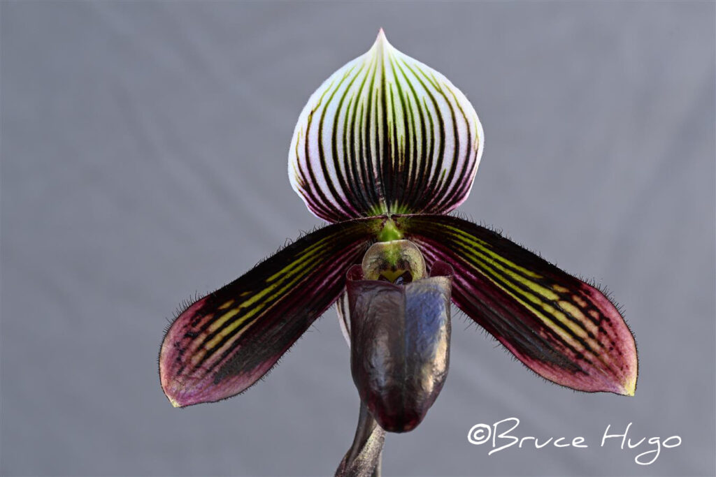 Paph. Parisenne Mystic 'Thunder Clap'