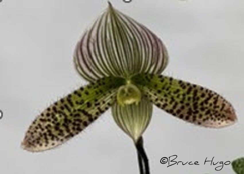 Paph. QF Akamai 'Jins Dragon
