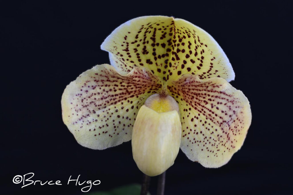 Paph. QF Alani 'Golden Viper'