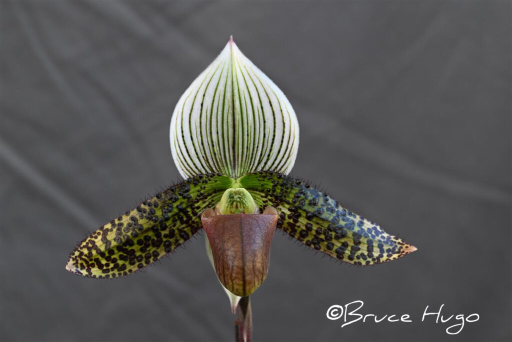 Paph. Rick Owens 'Dark Shadow'